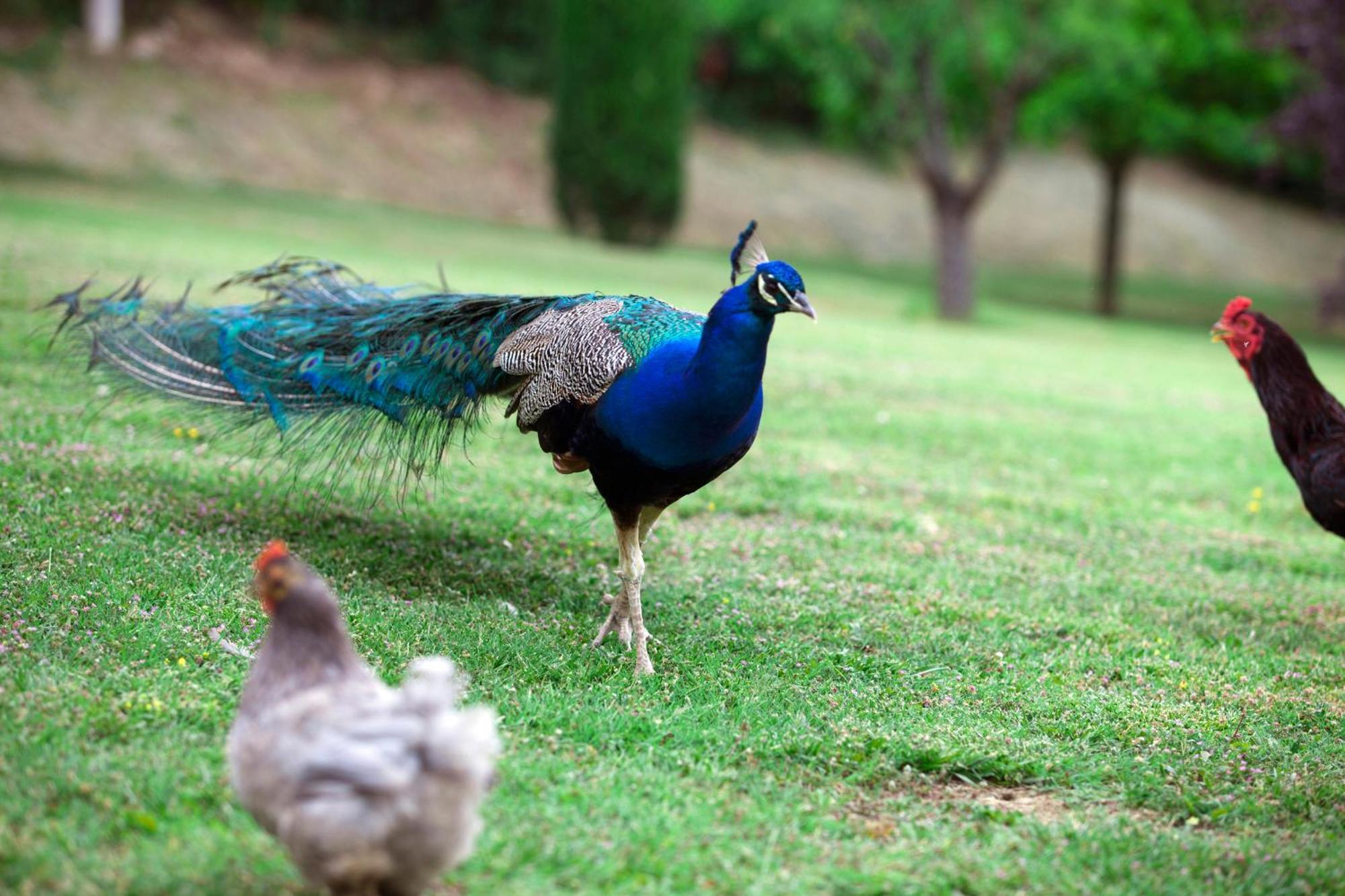 Agriturismo La Casa Di Rodo Quarrata Ngoại thất bức ảnh